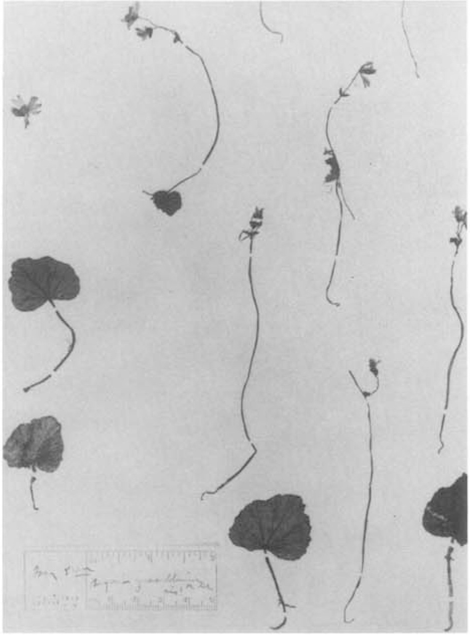 B. gracillima